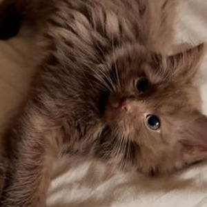 What in XXXTarnation (slowed)