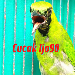 Cucak Ijo Mesin Obras Gacor (Live)