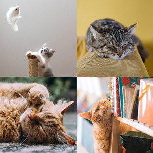 诗意的可爱猫咪节奏