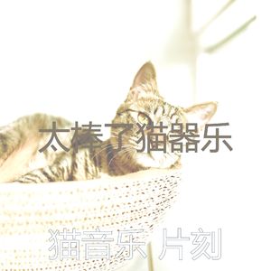 一尘不染小猫印象数