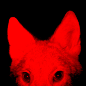 Taniko