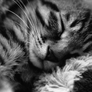 the girl from ipanema