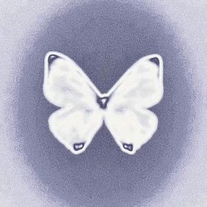 蝴蝶（prod by.Morrow）