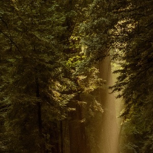 Trailside Horizons