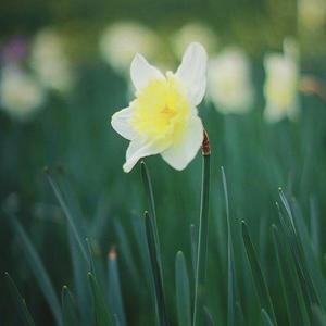 Daffodils(Original Mix)