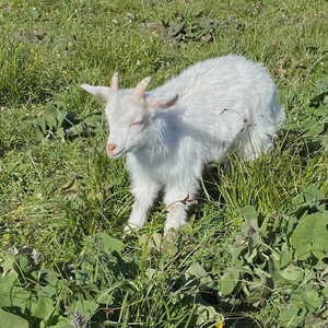 美好的事物可不可以我发生