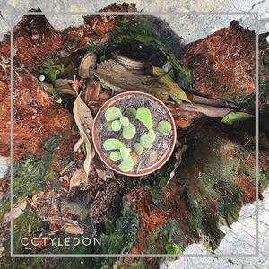 Cotyledon