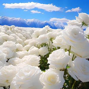 与爱人永结同心
陪伴
甘心情愿