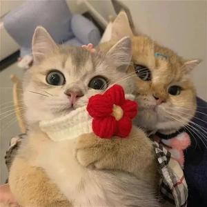 爱丫爱丫(钢琴版)