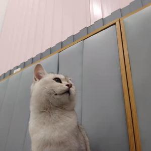 游西湖·打新春