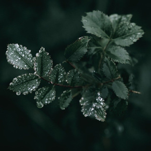 NATURAL ACID (Extended Version)