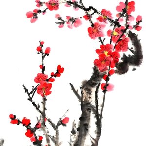 梅花影子