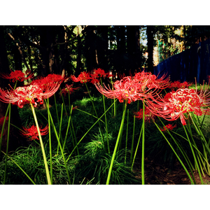 我见过你年少一瞥宛然惊鸿