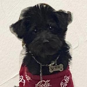 龙舌兰-（tequila）