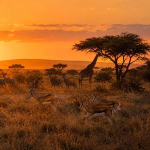 HART VAN AFRIKA