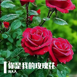 你是我的玫瑰花(合唱版)