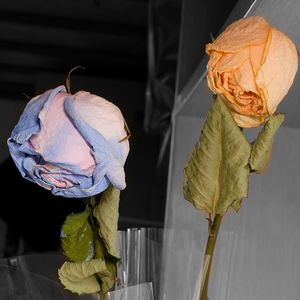 ドライフラワー （干花） 钢琴