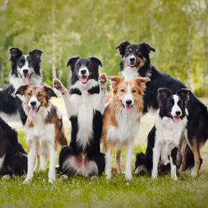 Rain's Melody for Frolicsome Paws