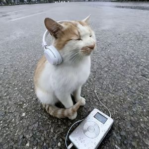 "雾橘"sasi×boby×sadmelody×痛苦旋律×抒情伴奏