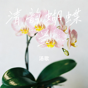 清韵蝴蝶兰