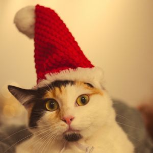 シナモンロール (Christmas Feast Music)