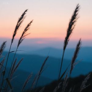 雨后初晴的歌声