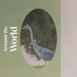 Dreamland Last Night