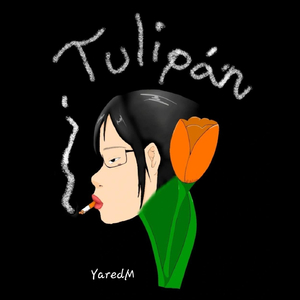 Tulipán