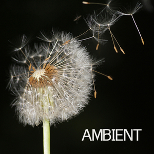 Ambient