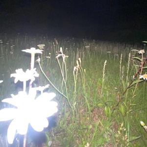 Visu Nakti (feat. Prusax)