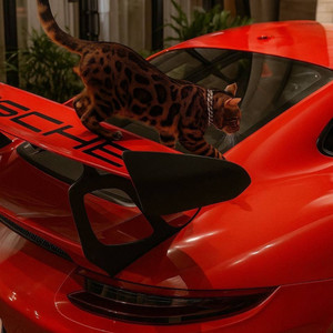 Slow Shows (feat. Zarra Q)