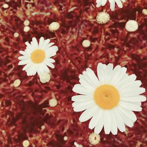 Thru the Morning (Prod.Kaleo)