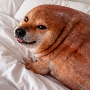 Pipilapu
