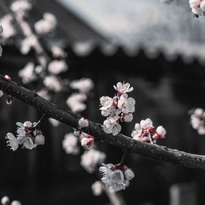 探故知（DJ小楠Remix）