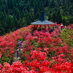 高姥杜鹃红（女声小组版）