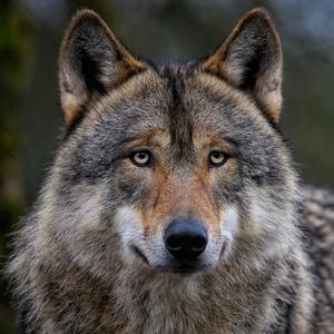 หมาป่าเดียวดาย