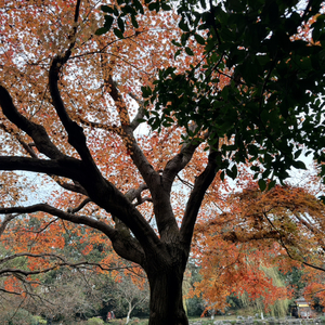 平凡的一天（女声vocal）