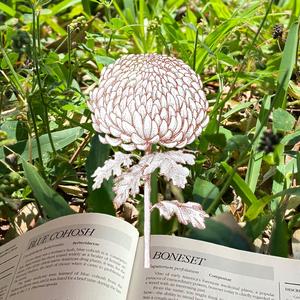 Boneset (Instrumental) (Instrumental)