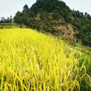 已经没有她(伴奏)