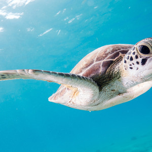 Disproportionately Hot Girlfriend