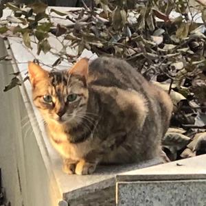 随想（Prod.by Trai5or）