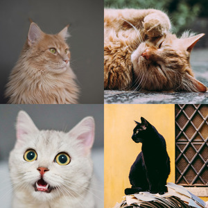 安静的可爱猫咪声音