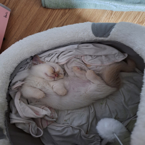 행복한 삶