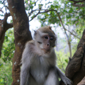Macacos