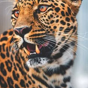 Dime Pa Que (nightcore)