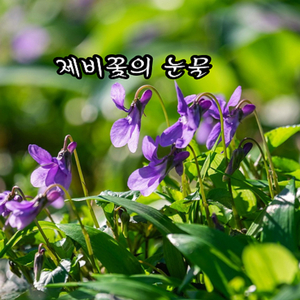 제비꽃의 눈물