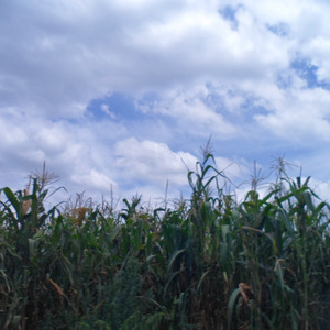 ROPA DE BAZAR (Acoustic)