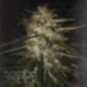 Blood clata (feat. Hd$LcN)