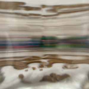 Dryablovidnye Netopyri 04