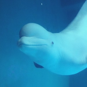 fish in the pool《花与爱丽丝杀人事件》（Cover ヘクとパスカル）